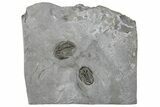 Rare Double Trilobite (Radnoria) Plate - New York #295532-1